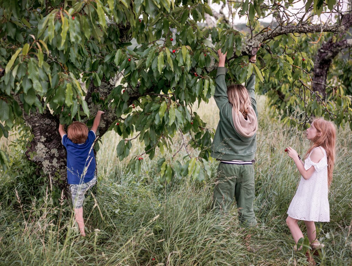 Three children reaching upward into the branches of a fruit-bearing tree in an overgrown field, their arms extended toward red berries among green foliage. The composition captures a moment of natural interaction framed by dense vegetation and soft, diffused natural light.