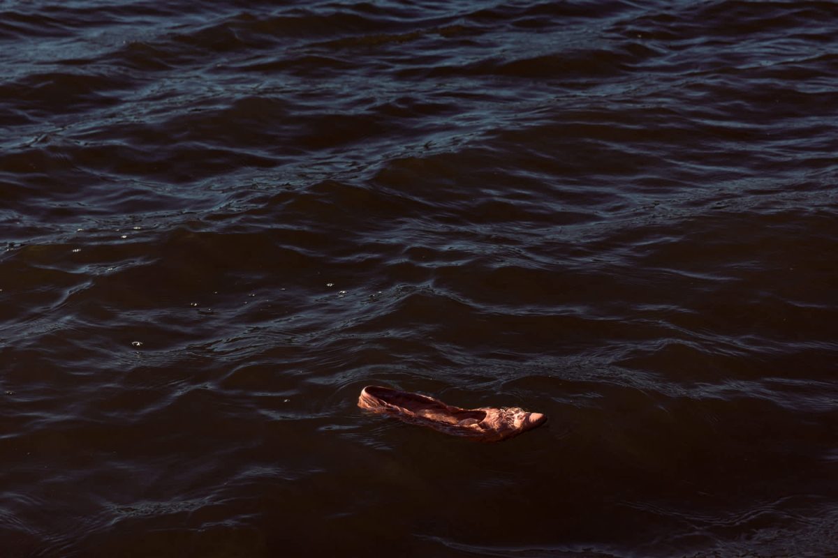 A reddish-brown animal carcass floats in dark, rippling water, illuminated by warm light against the darker surrounding waves.