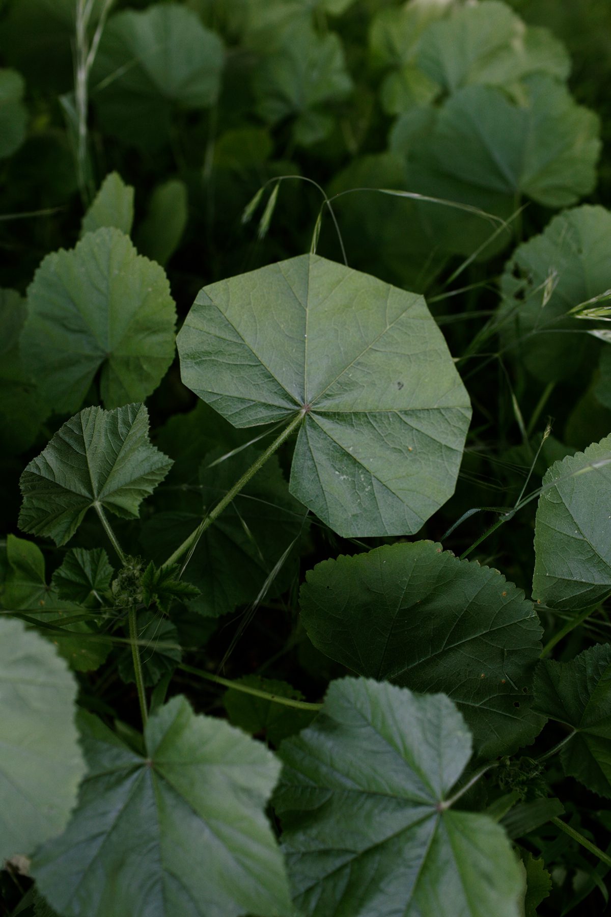 Close-up view of layered green foliage with delicate, translucent leaves radiating from thin stems. The composition emphasizes subtle variations in leaf tone and texture, creating depth through overlapping botanical forms against a soft, blurred background.