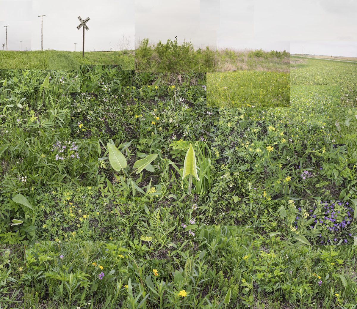 Dense wildflower meadow with purple, yellow, and white blooms interspersed among green grasses and broad-leafed plants. Utility poles and power lines recede across the flat landscape beneath an overcast sky.