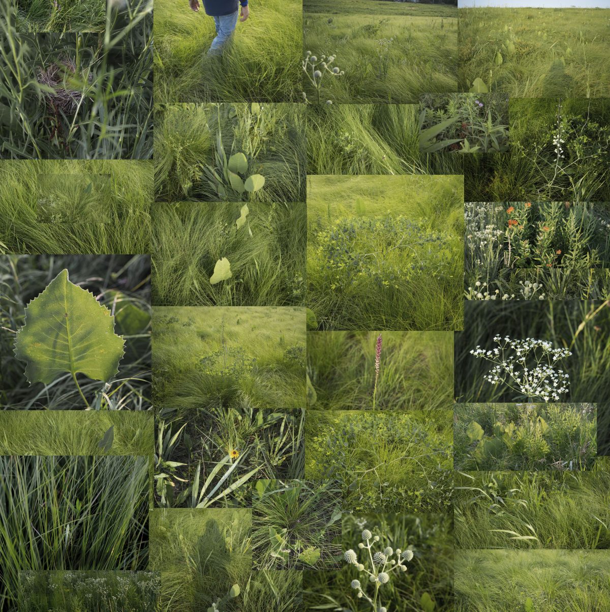 A grid-based photographic collage depicting lush green prairie grasses, wildflowers, and plants in various stages of growth. The composition features overlapping rectangular segments of varying sizes that create a fragmented view of delicate flowering plants, seed pods, and dense vegetation in shades of green, white, and subtle earth tones, with a single human figure visible in an upper section walking through the landscape.