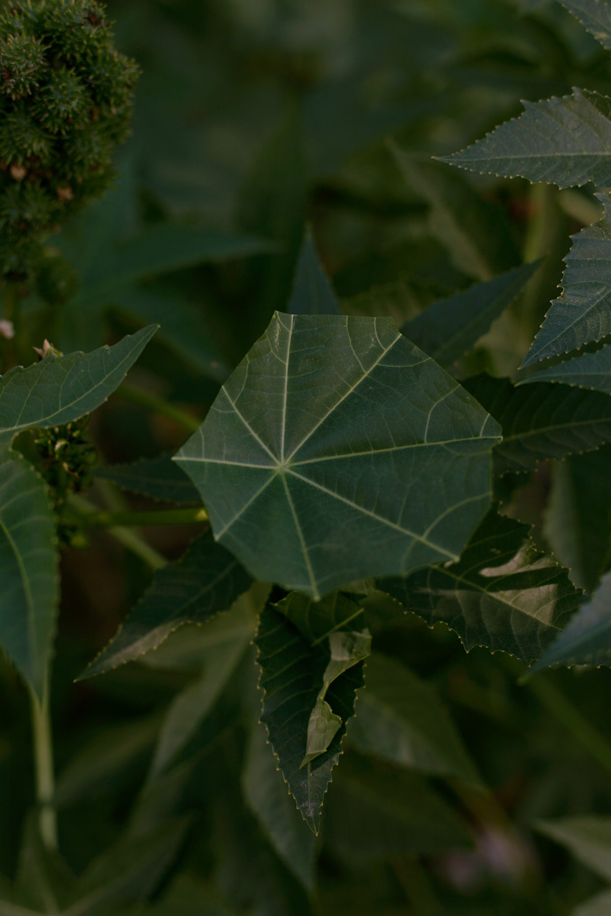 Close-up of layered green leaves with serrated edges and visible veining, backlit to reveal translucent quality. The central leaf displays a geometric pattern of radiating lines creating a diamond-like structure within its organic form.