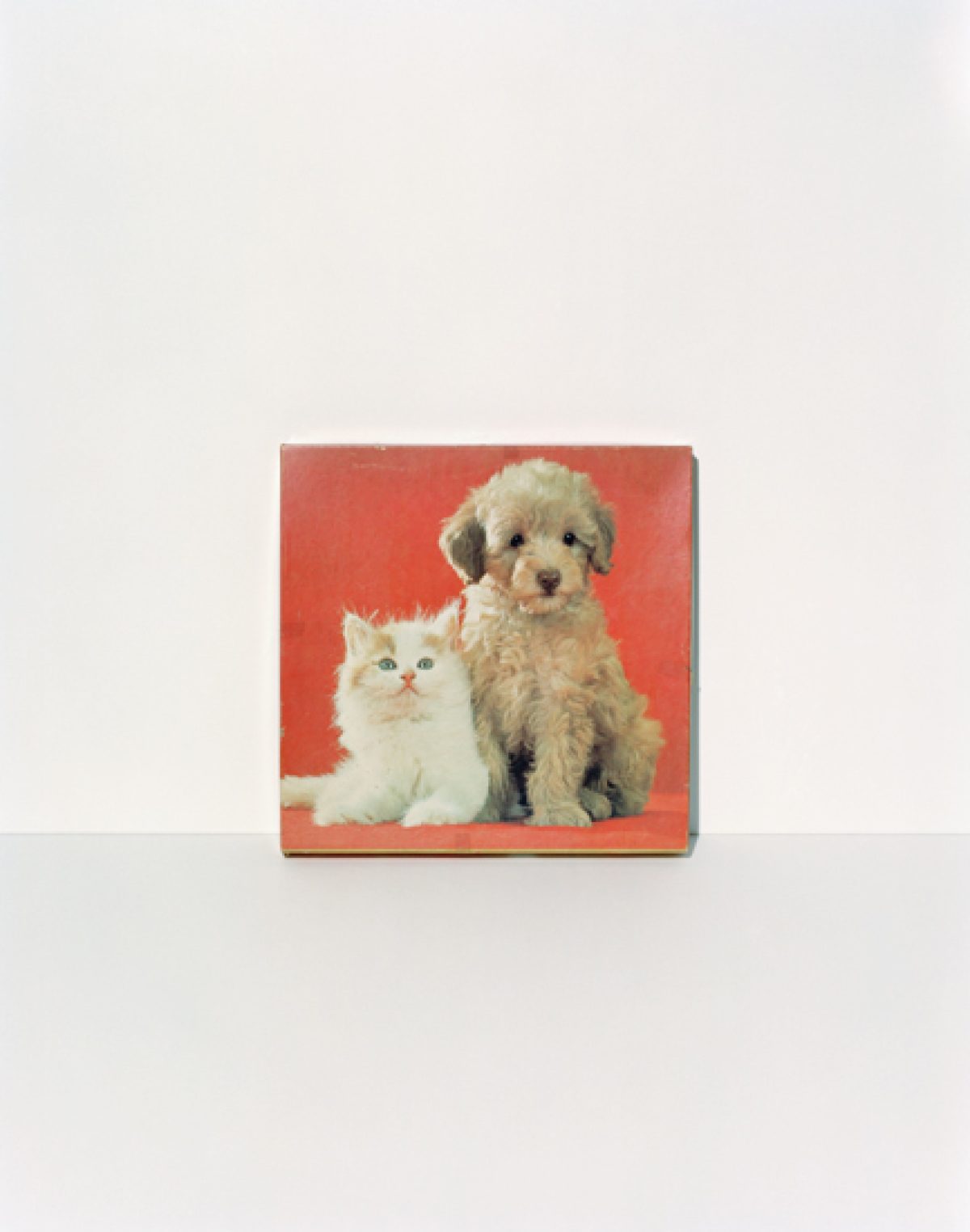 A square composition featuring a fluffy cream-colored puppy and orange-and-white kitten posed together against a vibrant red background. The animals are rendered in soft, naturalistic detail and centered within the frame.