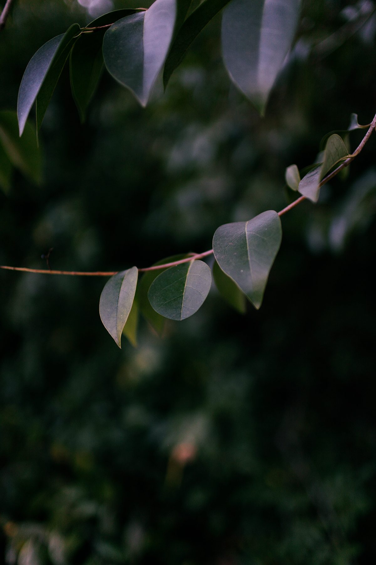 Close-up of eucalyptus branches with silvery-green oval leaves arranged along thin reddish stems, photographed against a soft, blurred dark green background. The delicate foliage is lit to emphasize the translucent quality of the leaves, creating subtle gradations of cool and warm tones.