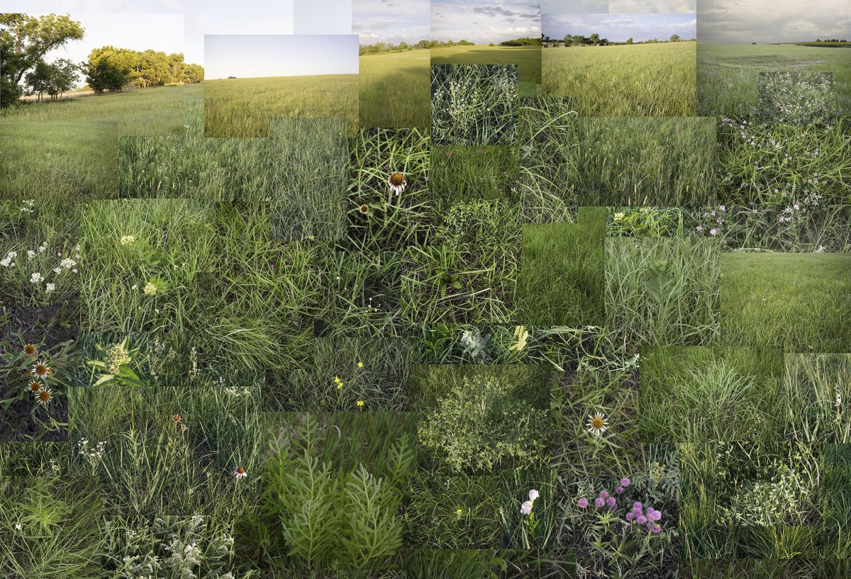 A fragmented photographic collage depicting a sprawling prairie landscape composed of overlapping rectangular sections at varying angles. Lush green grasses dominate the composition, interspersed with wildflowers in white, yellow, and purple tones. Distant trees line the horizon beneath a pale sky, while the layered arrangement creates a dynamic, kaleidoscopic effect that emphasizes the depth and complexity of the natural terrain.