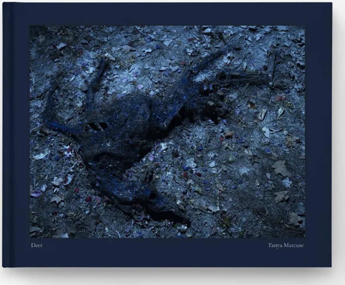 Front cover of Deer by Tanya Marcuse, with a blue-toned photograph set into dark cloth.