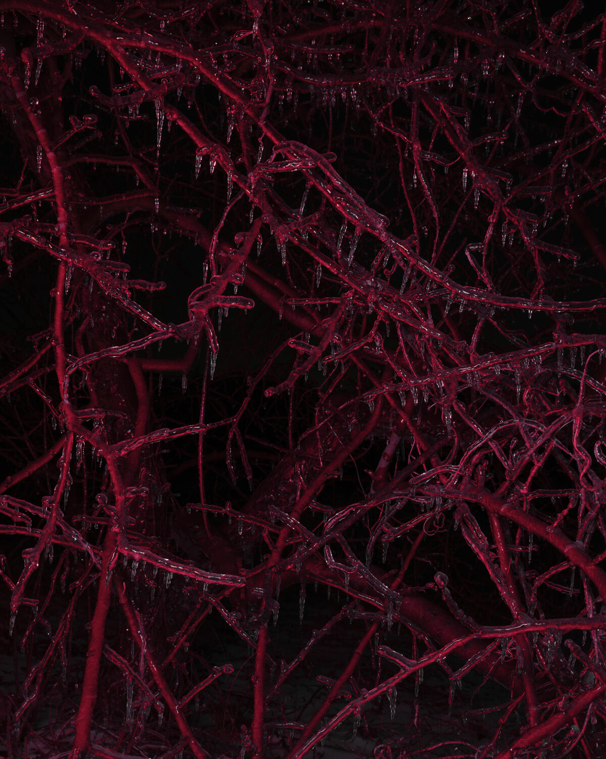 Intricate network of deep crimson branches laden with ice crystals or frost against a nearly black background, creating a delicate, web-like composition with luminous highlights that emphasize the frozen, crystalline textures throughout.