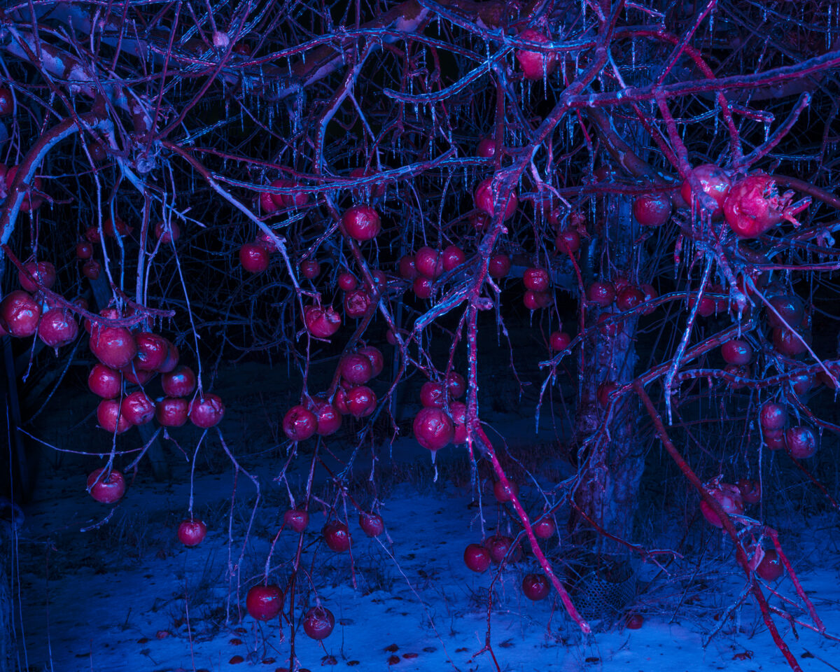 Luminous branches laden with deep magenta berries hang against a dark blue background, their delicate twigs rendered in vibrant blue and pink tones. Ice crystals or frost coat the entire composition, creating a dreamlike nocturnal landscape with a striking contrast between the warm glowing fruits and cool, ethereal atmosphere.