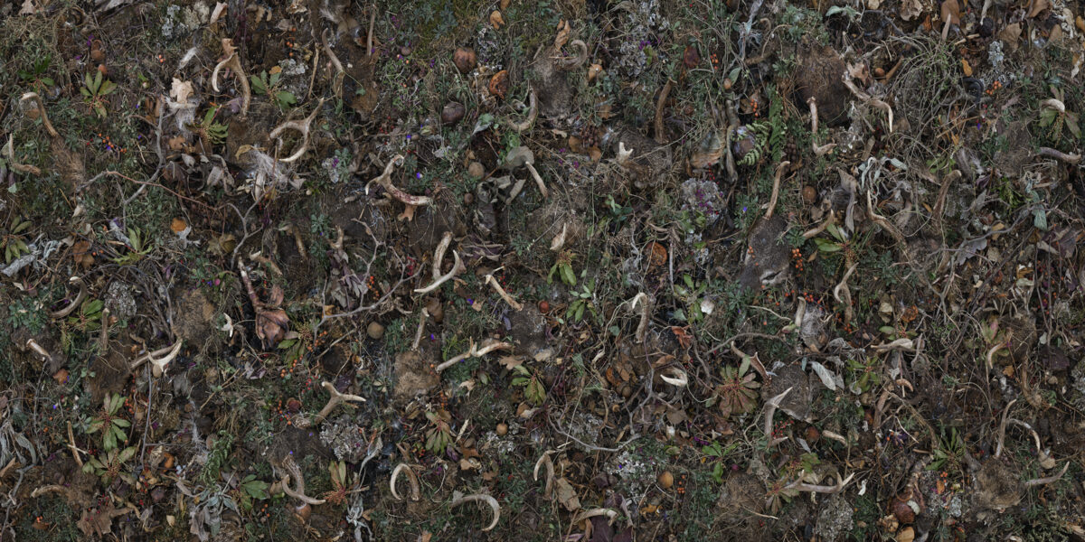 Overhead view of dried botanical specimens and plant material arranged densely across a dark surface, with curled stems, withered leaves, and small purple flowers scattered throughout, creating an intricate, layered composition in muted earth tones and greens.