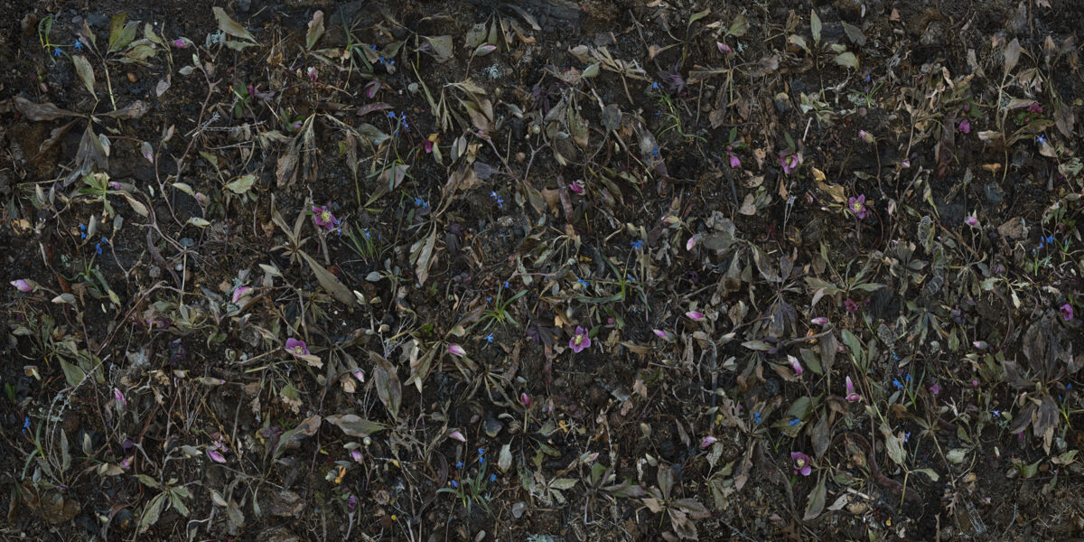 Overhead view of dried flowers and vegetation scattered across dark soil, with purple blooms and blue delicate flowers interspersed among withered green and gray foliage, creating a densely textured natural composition.