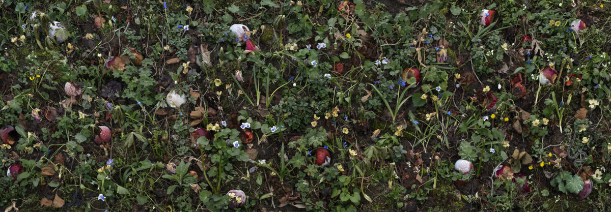 Overhead view of a dense garden bed featuring intertwined green foliage, flowering plants in shades of blue, yellow, white, and deep burgundy, with scattered fallen petals and decaying blooms creating layers of color and texture across the composition.