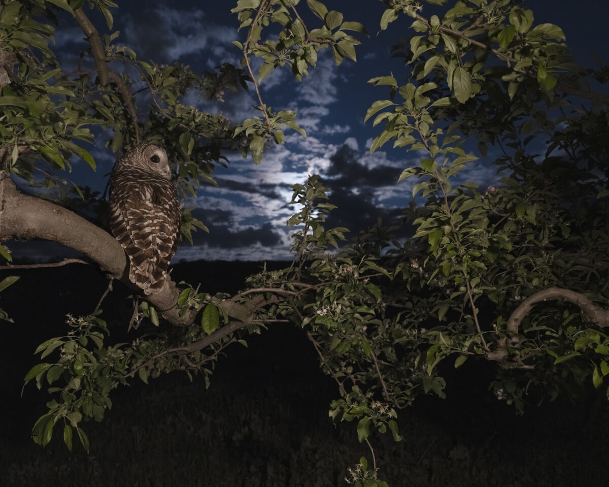 A burrowing owl perches on a gnarled branch among leafy vegetation, gazing toward the viewer against a dramatic twilight sky with clouds and distant landscape. The composition frames the bird within layers of foliage, creating depth between the illuminated nocturnal scene and darkened foreground.