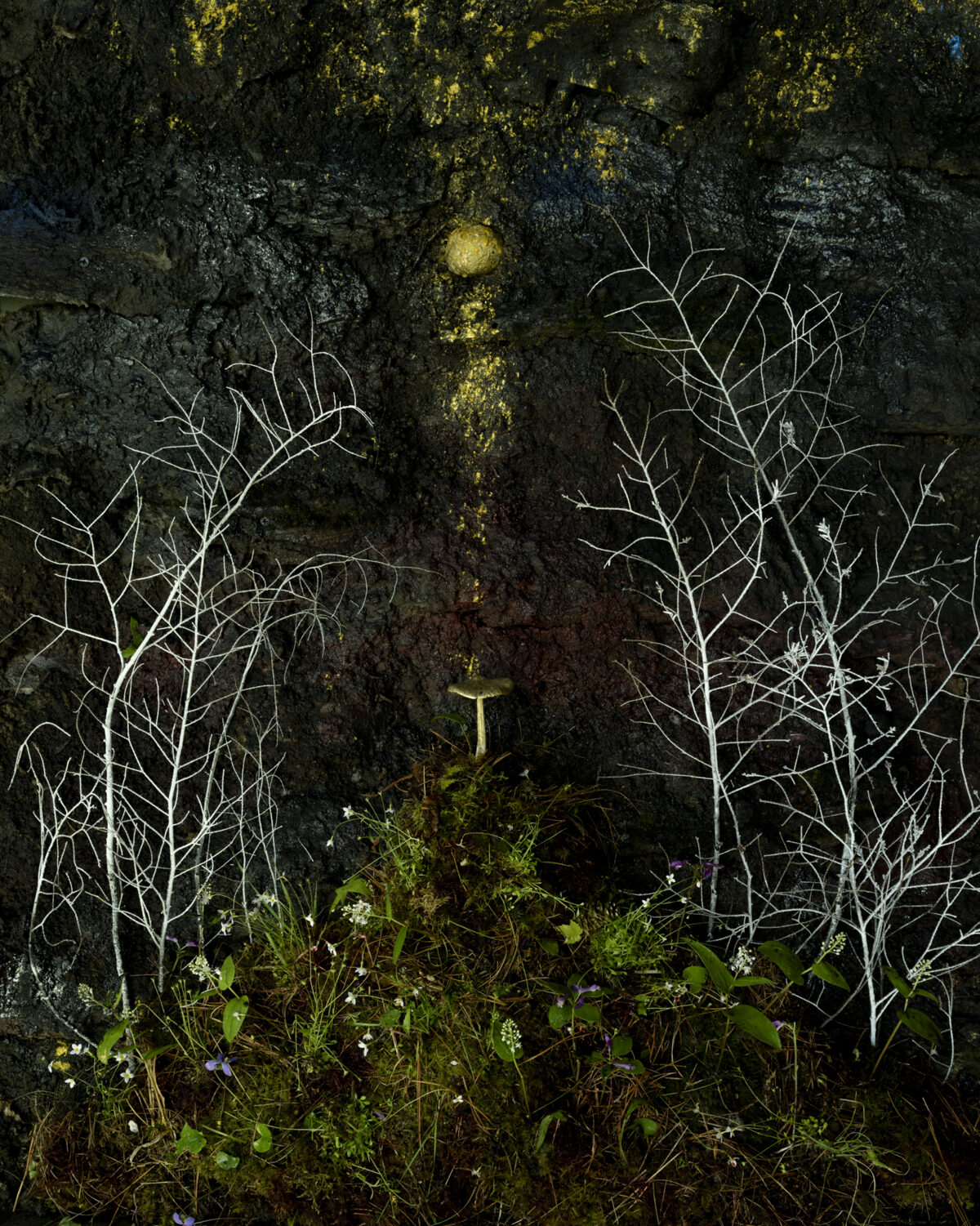 Bare white branches frame a dark, lichen-covered stone wall with a central vertical stripe of yellow-green moss. Fresh green vegetation with small white flowers grows at the base, creating a striking contrast between decay and renewal against the weathered, textured surface.