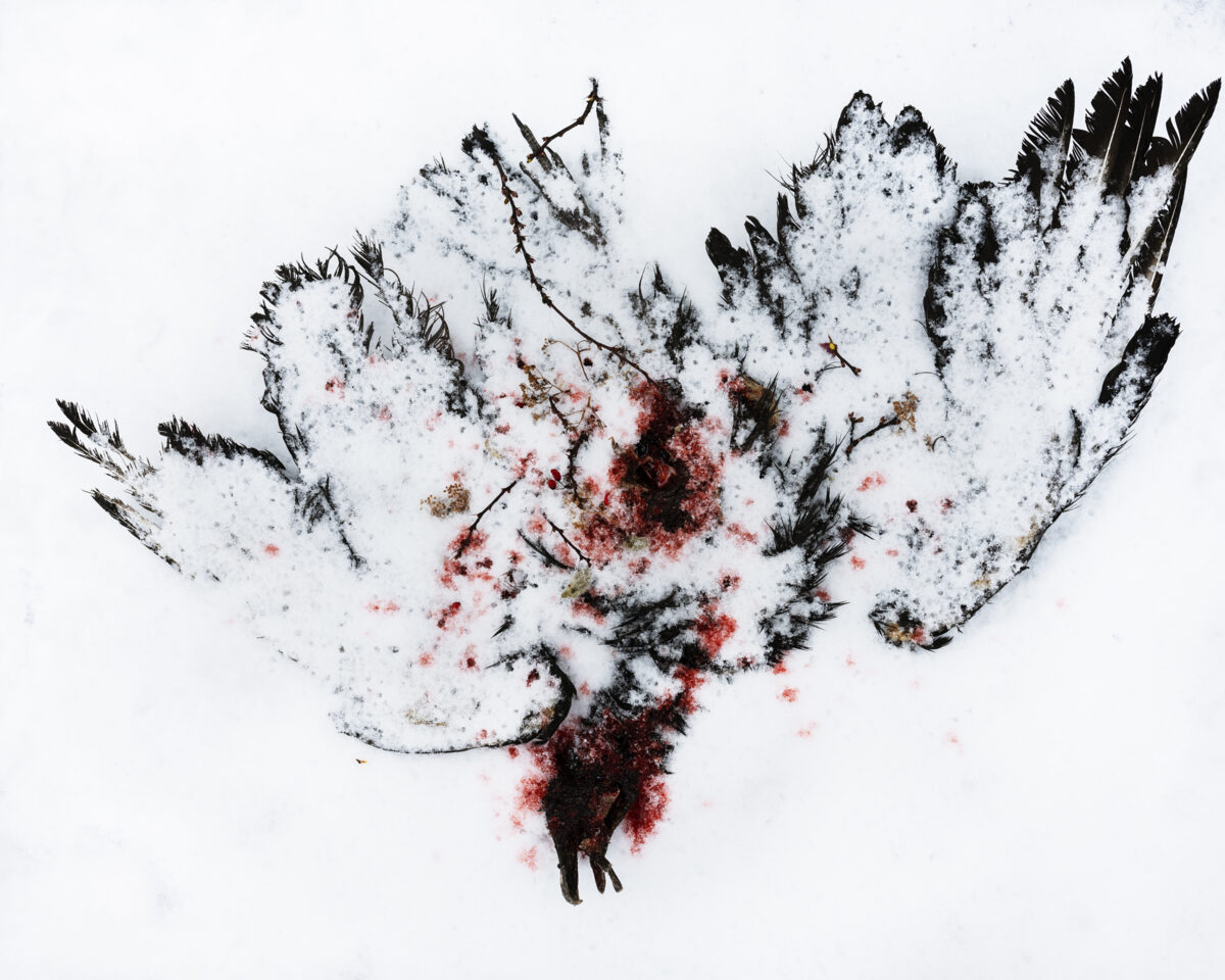 Aerial view of a dead bird in snow, its dark feathers contrasted against white powder, with red and brown pigmentation spreading across the surrounding surface in an organic, dispersed pattern.
