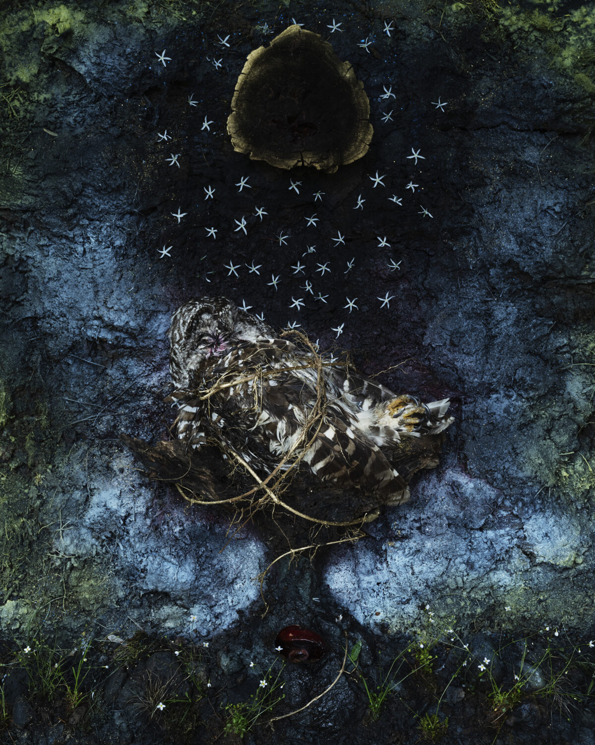 Overhead view of a weathered ground surface scattered with small white star-shaped objects surrounding a nest of tangled twigs and feathers. A moss-covered stone or leaf form hovers above the composition against the dark, textured ground.