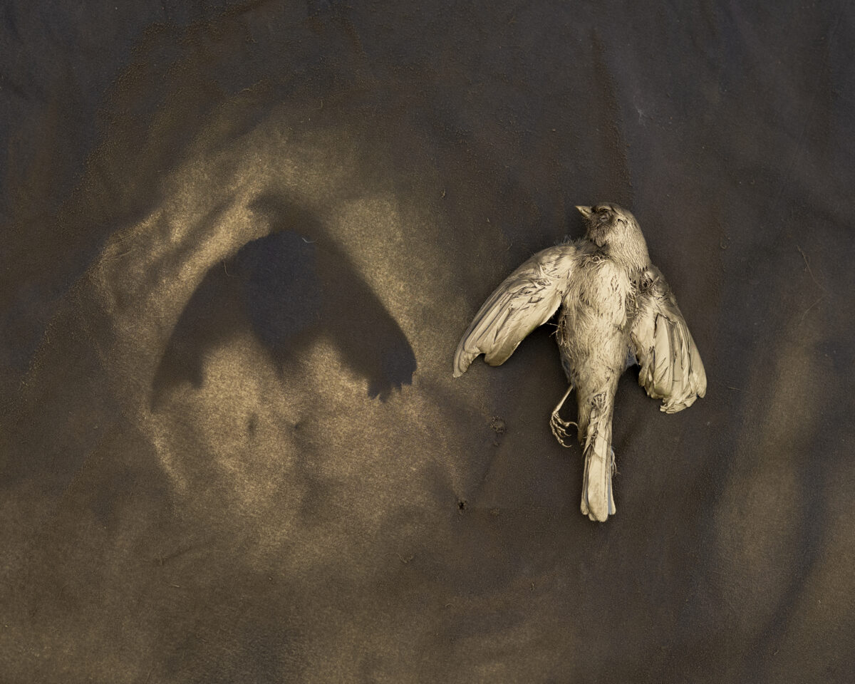 A pale, deceased bird lies on a dark textured surface, its wings partially spread. Soft, directional light casts the bird's shadow across the muted background, creating a contemplative composition in muted earth tones.