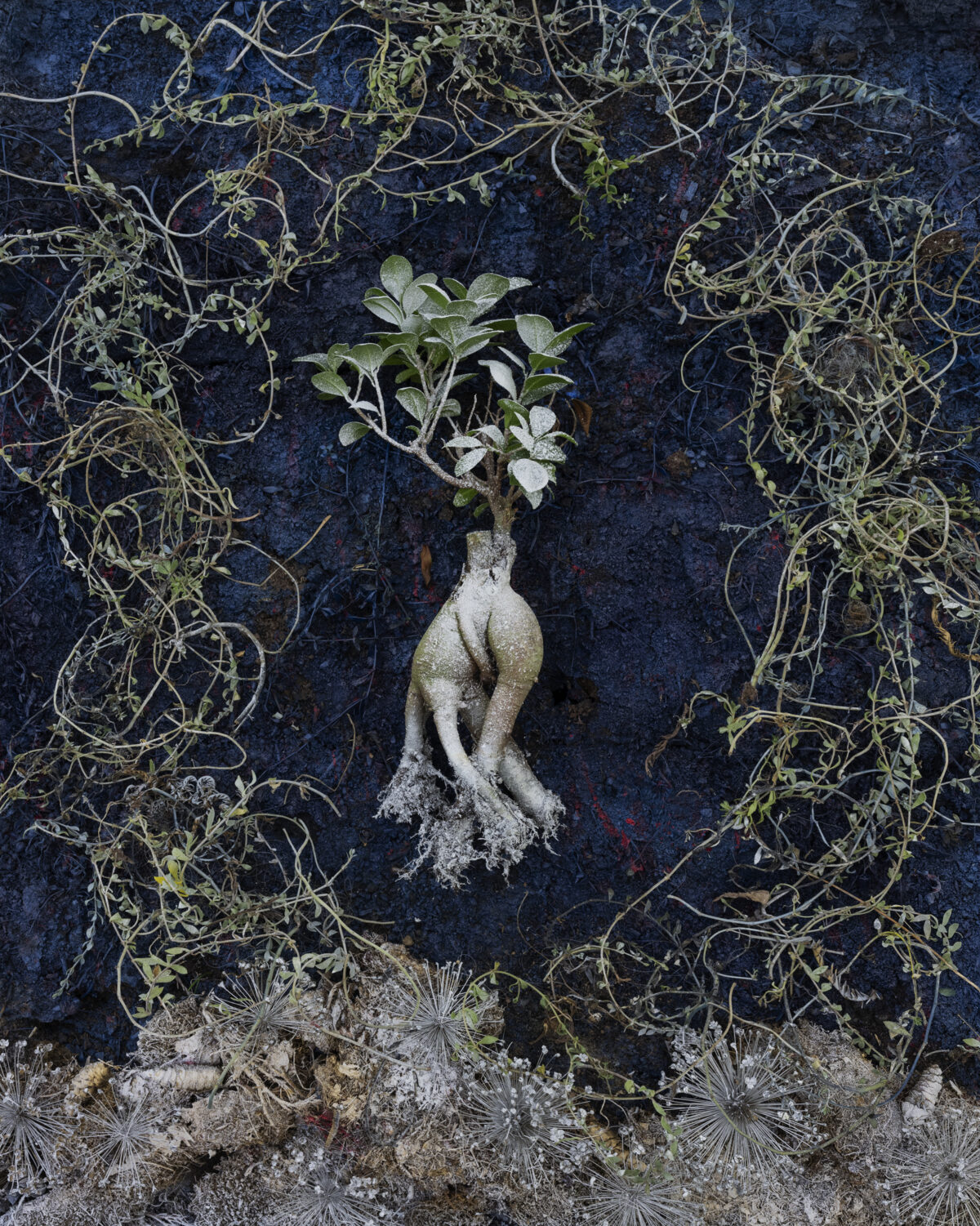 A pale, sculptural plant with a bulbous root system and green leaves stands centrally against a dark textured surface, surrounded by dried, withered vegetation and delicate white flowering plants at its base.