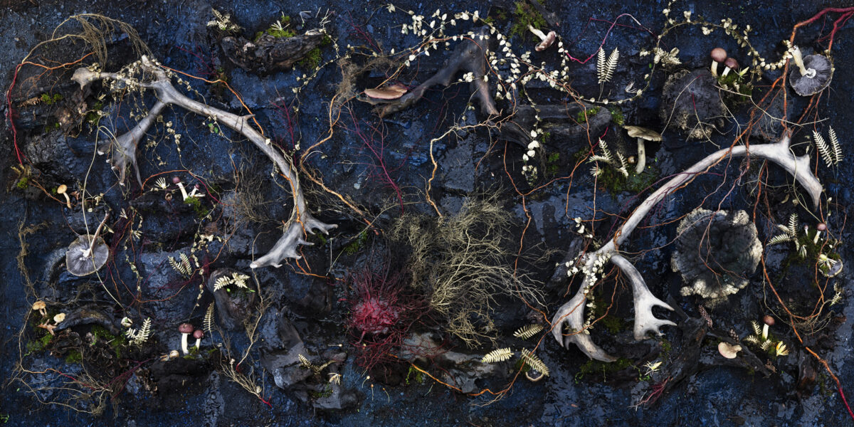 Overhead view of a dark blue surface densely arranged with bleached animal bones, delicate white flowers, green ferns, red vines, and small mushrooms in a naturalistic woodland composition. The skeletal elements and botanical specimens create an intricate, layered pattern across the dark background.