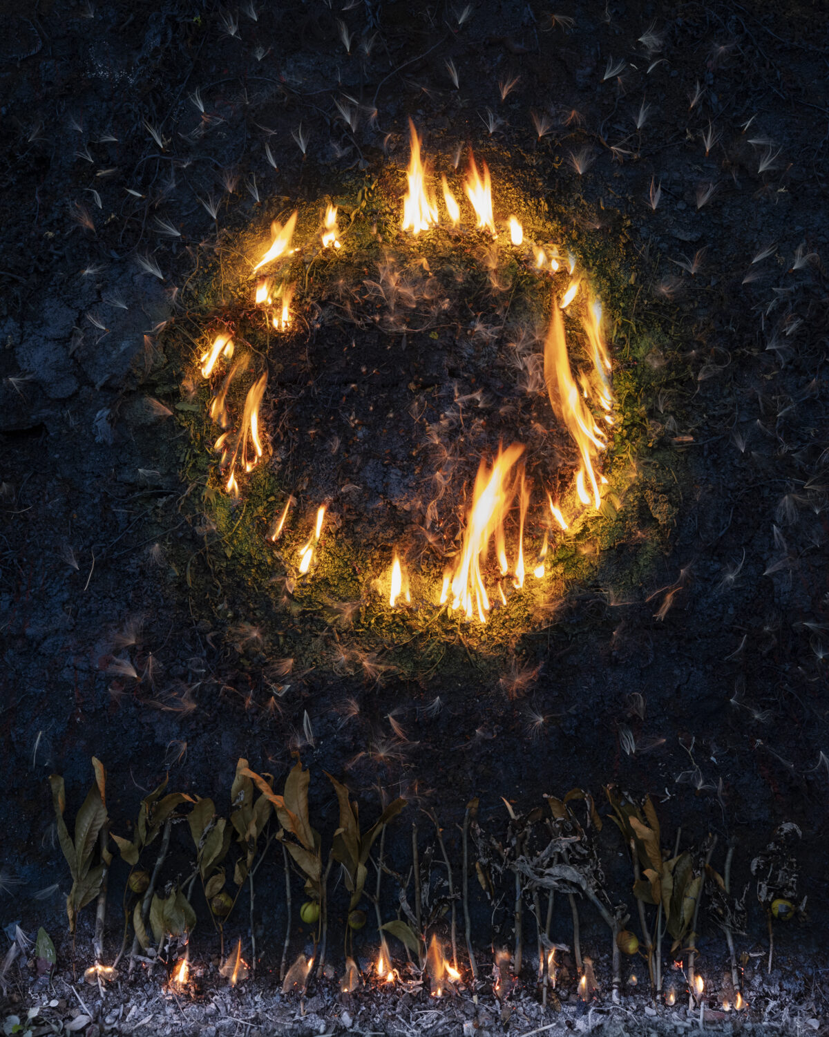 A circular ring of bright flames burns intensely against dark charred earth and moss, surrounded by a night sky filled with falling insects or ash. Withered corn stalks with dried kernels stand in the foreground, also illuminated by small flames at their bases.
