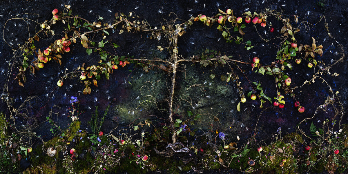 Overhead view of an apple tree laden with red and yellow fruit against a dark night sky, its branches spreading across the composition with moss, ferns, and wildflowers blooming below in shades of green, purple, and pink, creating a luminous nocturnal garden scene.