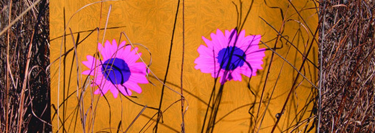 Two magenta flowers with dark centers against a warm mustard-yellow background, surrounded by dark linear plant stems and organic marks, framed by weathered brown borders.
