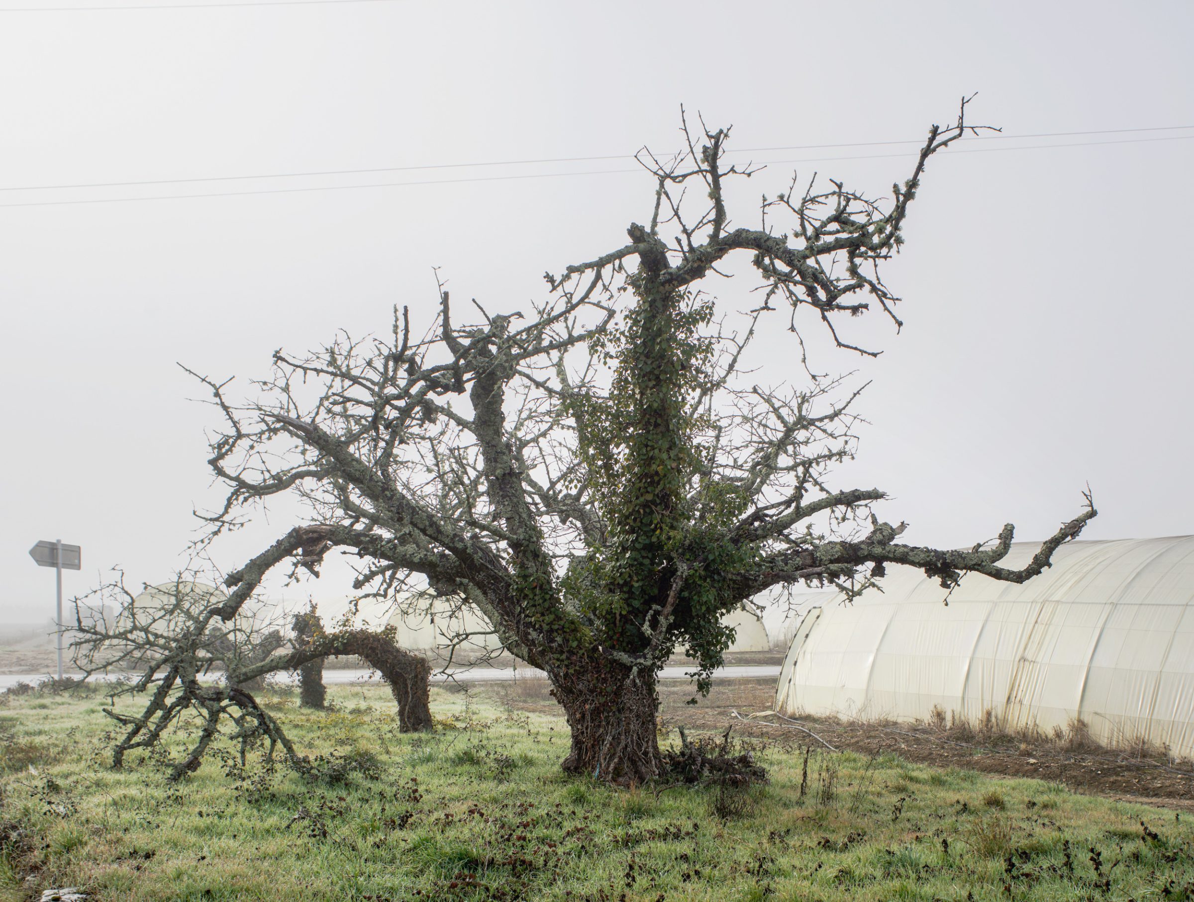 A gnarled, leafless tree with moss-covered trunk and sprawling bare branches stands in an overgrown field, its twisted form partially wrapped in climbing ivy. Behind it, a white corrugated metal structure and distant utility pole are visible under an overcast sky.