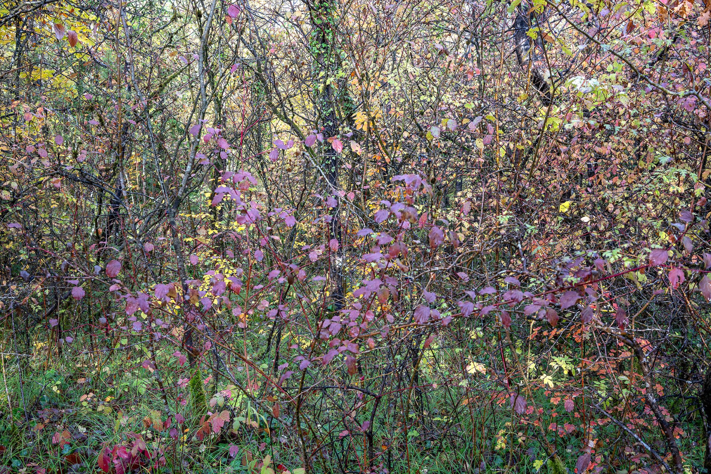 Dense woodland vegetation in autumn transition, with purple and magenta foliage dominating the composition against yellowing and green leaves, creating a layered, textured landscape of overlapping branches and seasonal color variation.