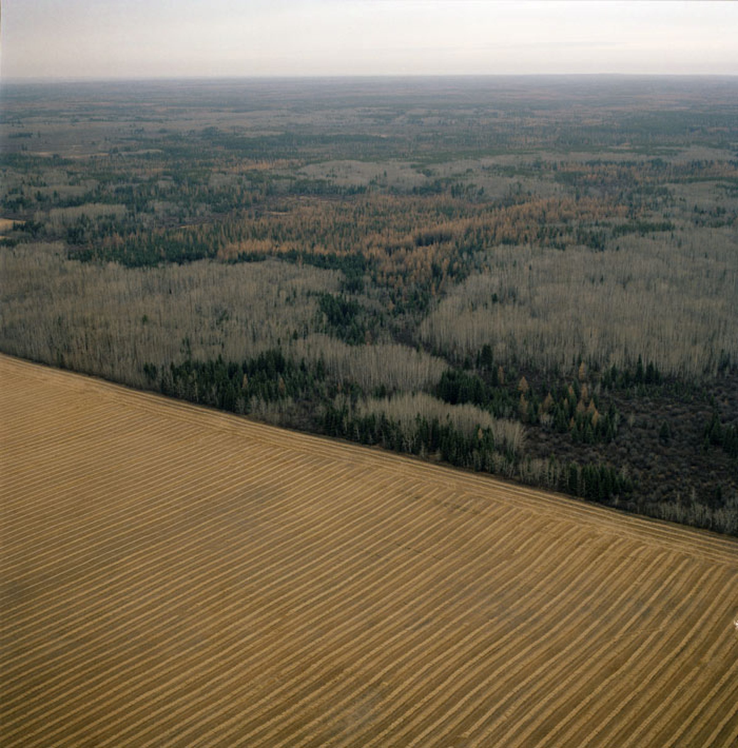 Aerial view of a patchwork landscape where plowed agricultural fields in the foreground transition into dense boreal forest, with rows of evergreen trees interspersed among lighter deciduous growth stretching toward a distant, hazy horizon.