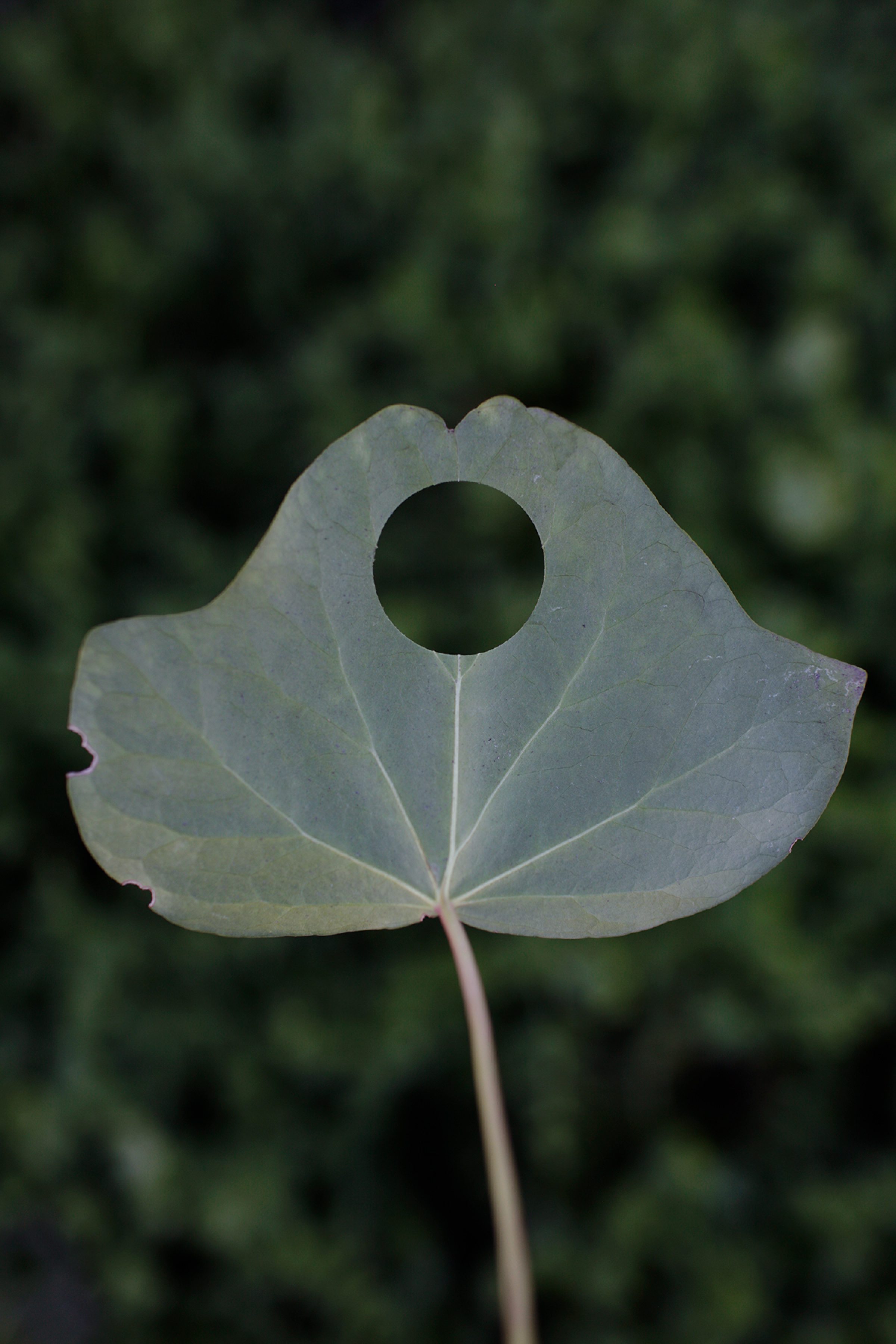 A pale green leaf with a circular hole at its center, mounted on a thin stem against a softly blurred green foliage background. The leaf's delicate veining radiates from the center, creating a symmetrical, almost sculptural form.