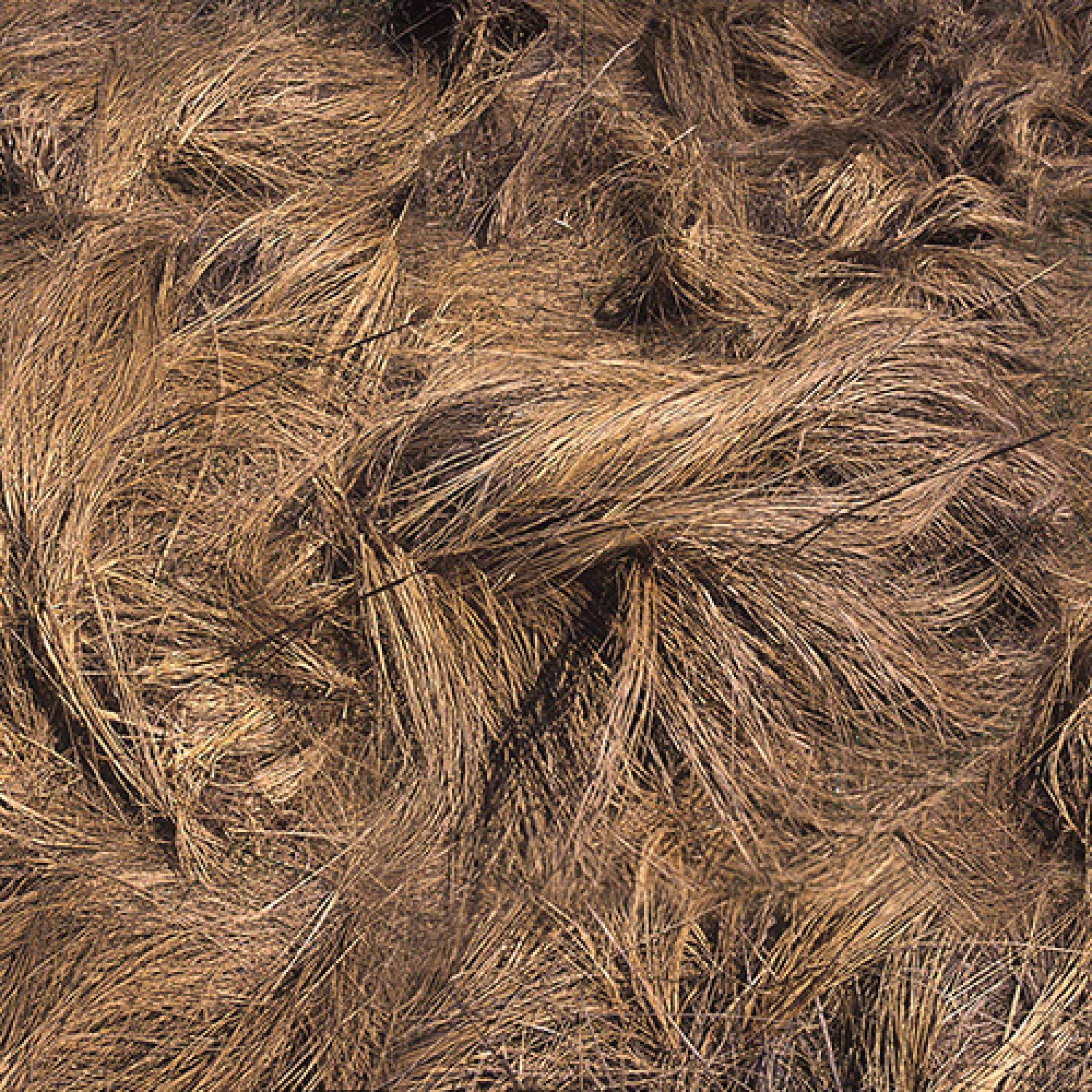 Densely layered strands of dried grass and straw in warm golden and brown tones create an intricate, textured composition. The organic fibers interweave across the entire frame in a naturalistic, abstract pattern.