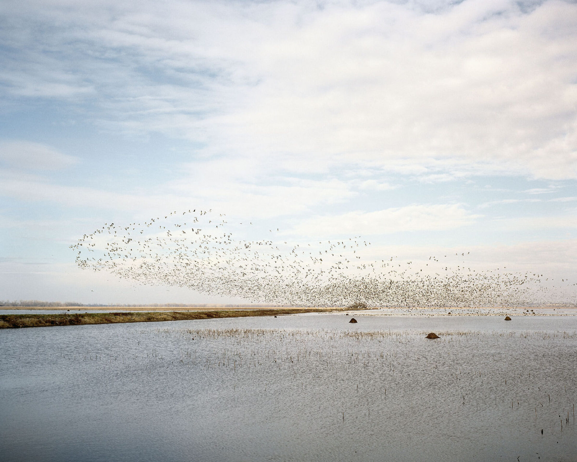 A large flock of birds in flight swarms across a pale sky above a shallow wetland dotted with sparse vegetation and dark rocks. The composition captures the expansive landscape in muted tones of gray, blue, and tan, with the birds forming a dense, dynamic cloud that dominates the upper portion of the frame.