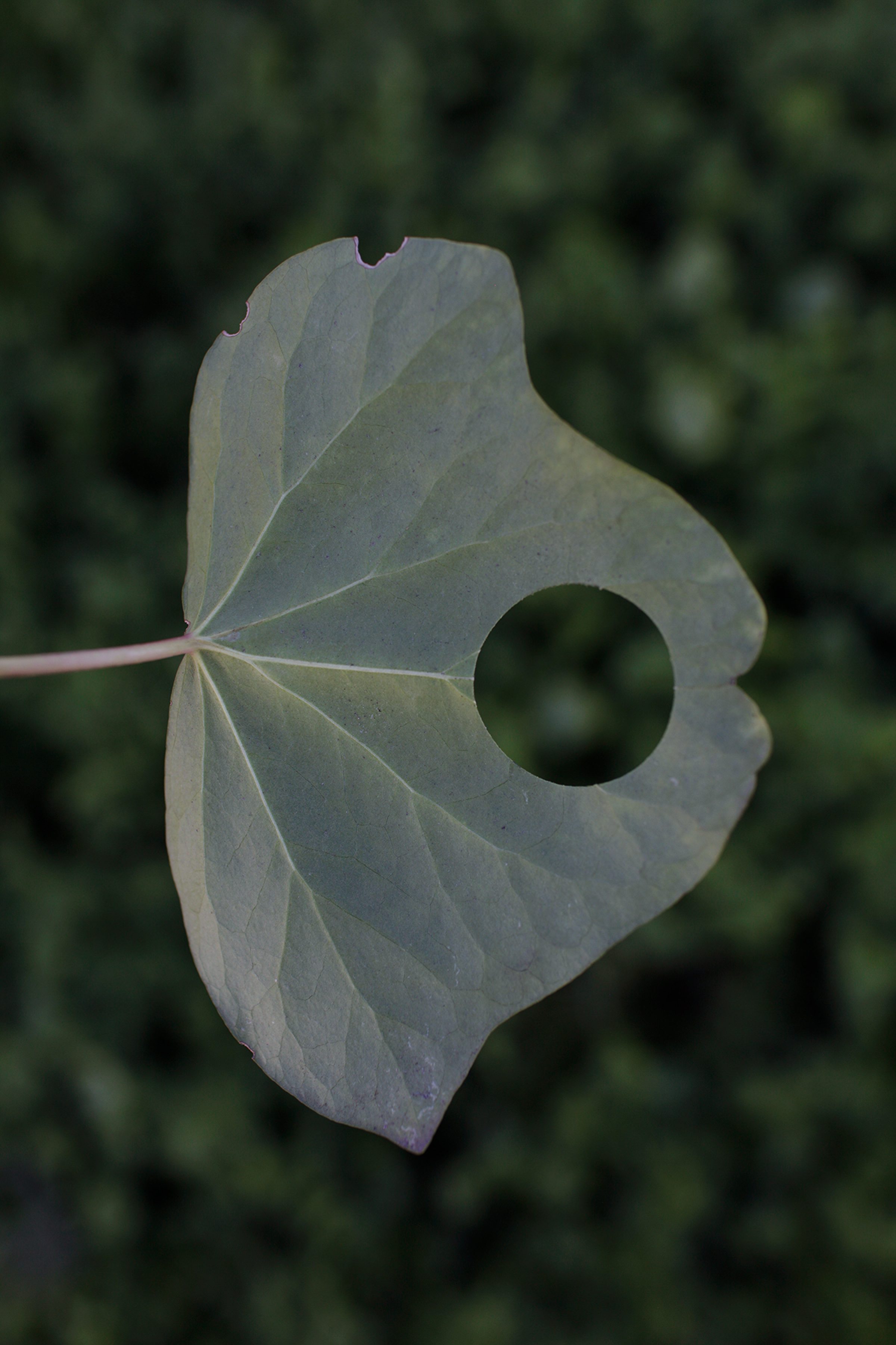 Pale gray-green leaf with deeply lobed edges and a prominent circular hole through its center, backlit against a blurred green foliage background. The translucent leaf reveals delicate veining in soft tones of gray and sage.