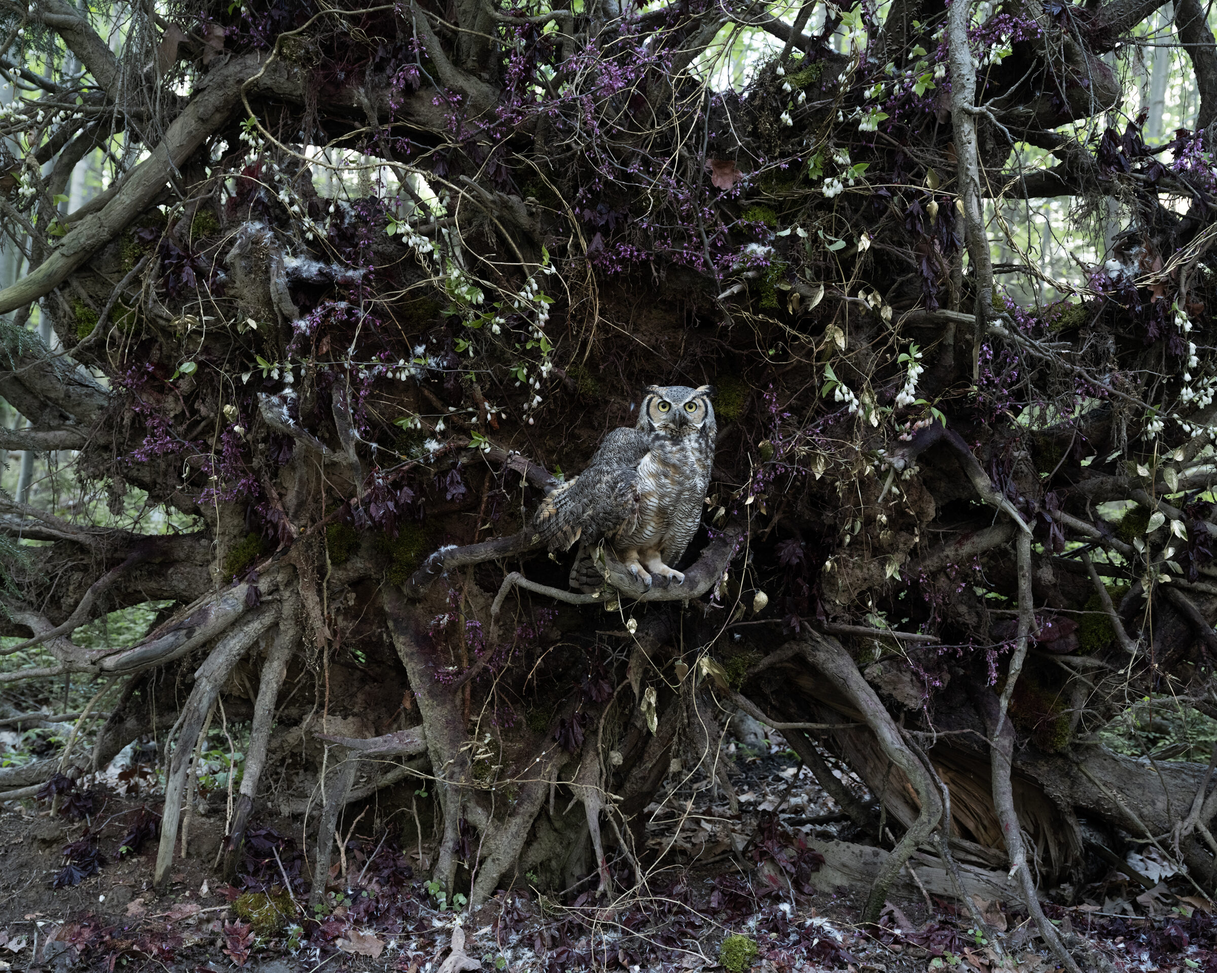 A great horned owl perches on a gnarled, moss-covered tree branch surrounded by dark purple flowering vines and delicate white blossoms, its piercing eyes gazing directly outward. The composition emphasizes the contrast between the owl's sharp, alert presence and the organic, overgrown natural environment enveloping it.