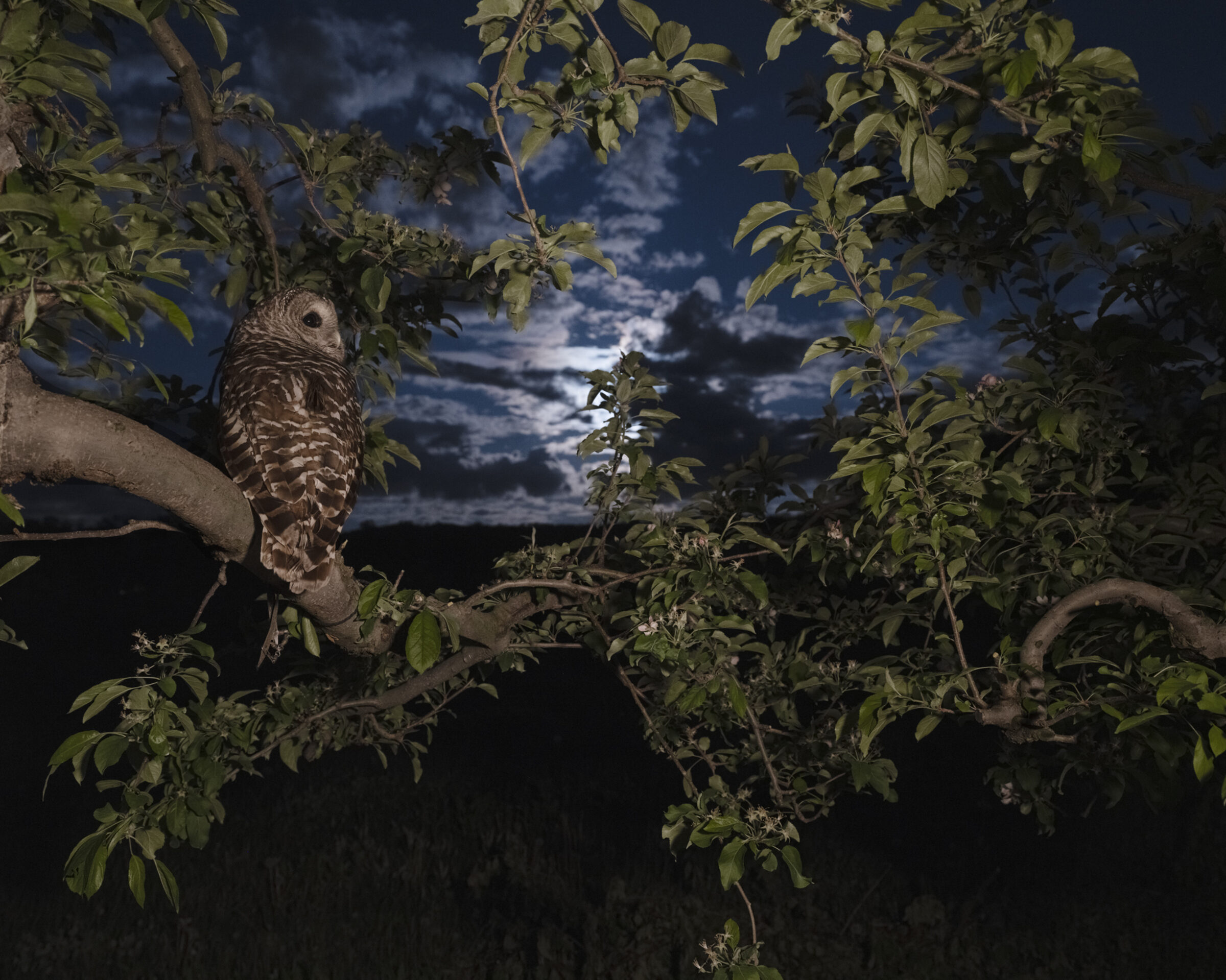A burrowing owl perches on a gnarled branch among leafy vegetation, gazing toward the viewer against a dramatic twilight sky with clouds and distant landscape. The composition frames the bird within layers of foliage, creating depth between the illuminated nocturnal scene and darkened foreground.