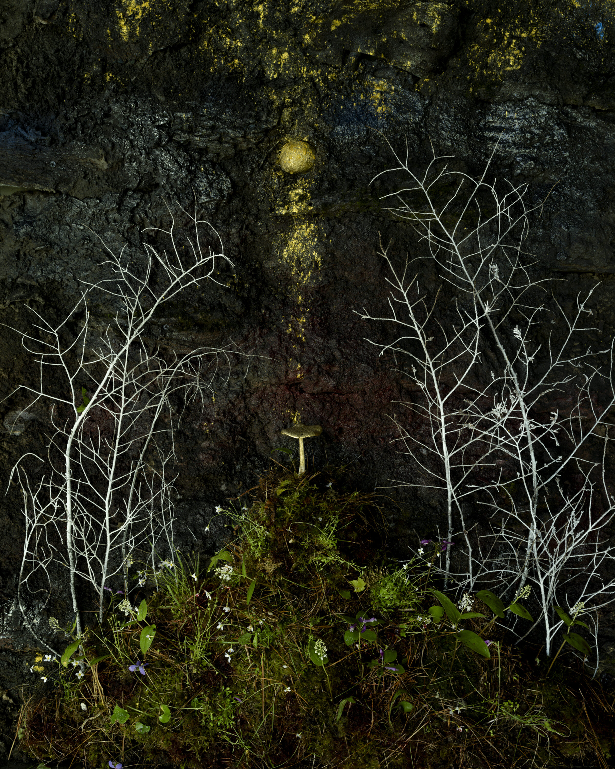 Bare white branches frame a dark, lichen-covered stone wall with a central vertical stripe of yellow-green moss. Fresh green vegetation with small white flowers grows at the base, creating a striking contrast between decay and renewal against the weathered, textured surface.