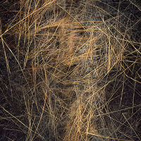 Abstract composition of delicate, interwoven golden-yellow lines and marks against a dark background, creating a dense, organic web-like pattern that suggests natural forms such as dried grass or tangled fibers.