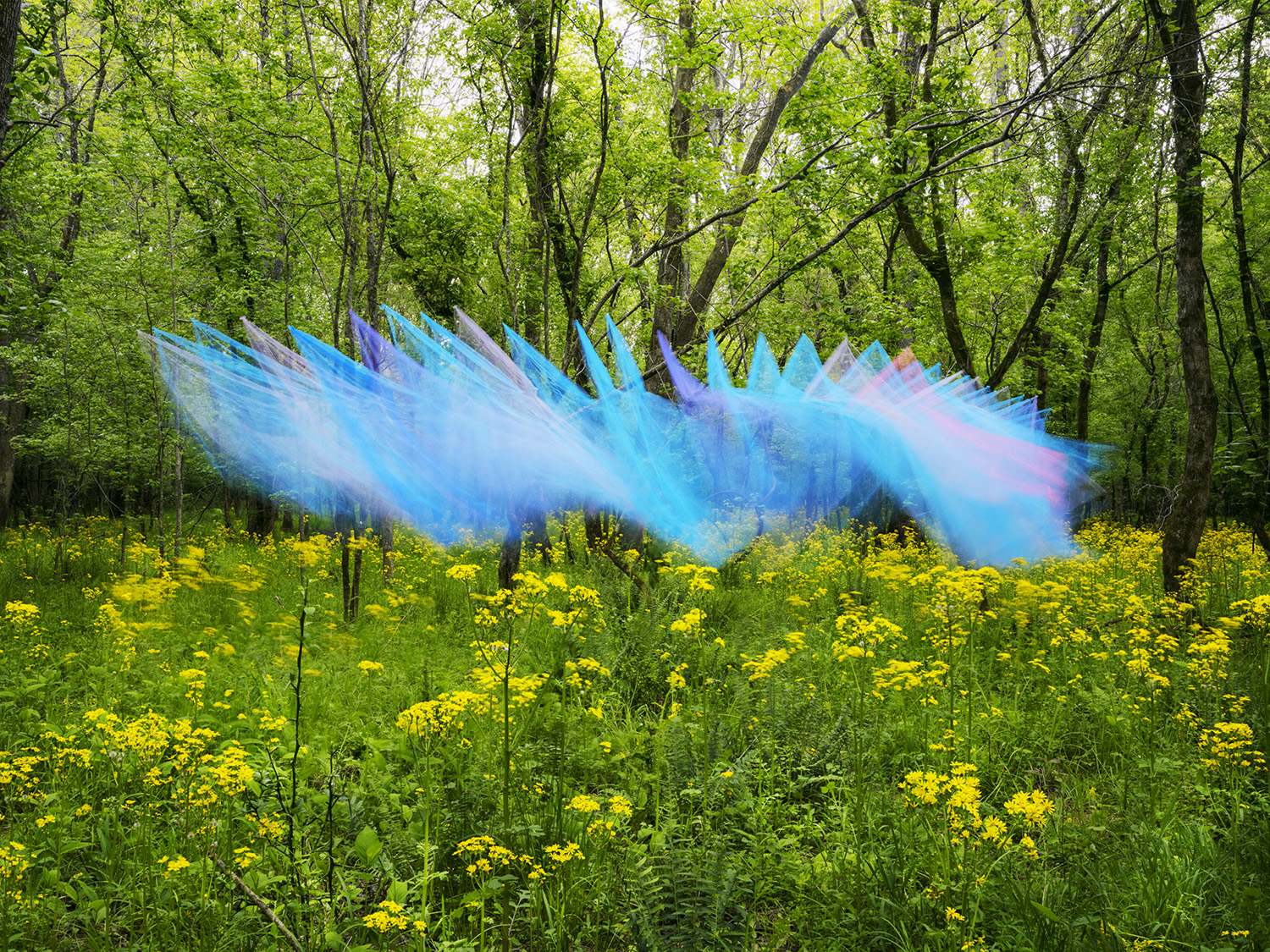 Translucent blue and purple tulle fabric billows against a forest backdrop, creating an ethereal form suspended above a meadow of yellow wildflowers and green vegetation.