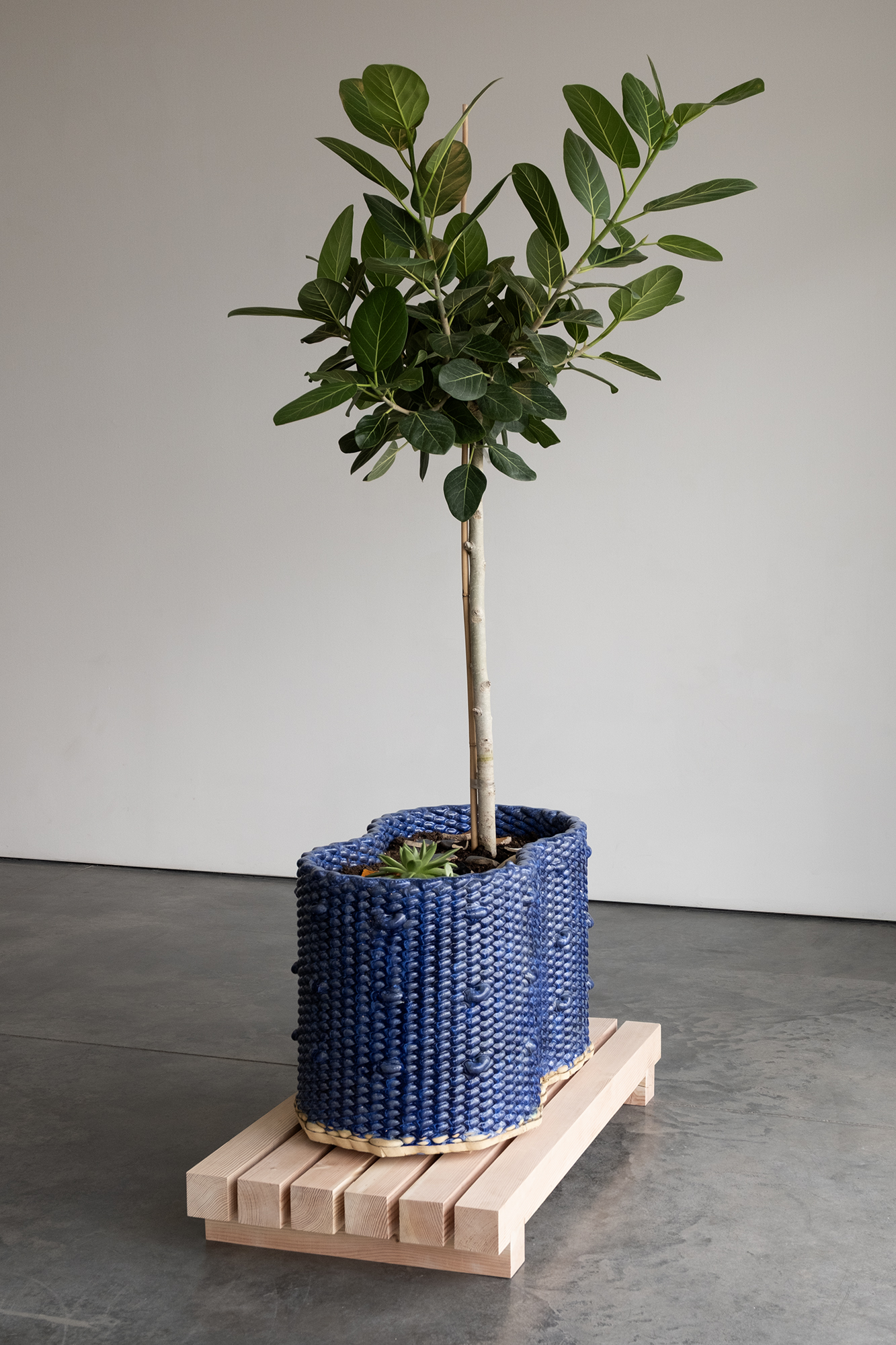 A potted olive tree with a pale wooden stem stands in a blue textured ceramic planter, which rests on a light wooden base. The plant's dense green foliage contrasts with the deep blue glazed surface of the cylindrical pot.