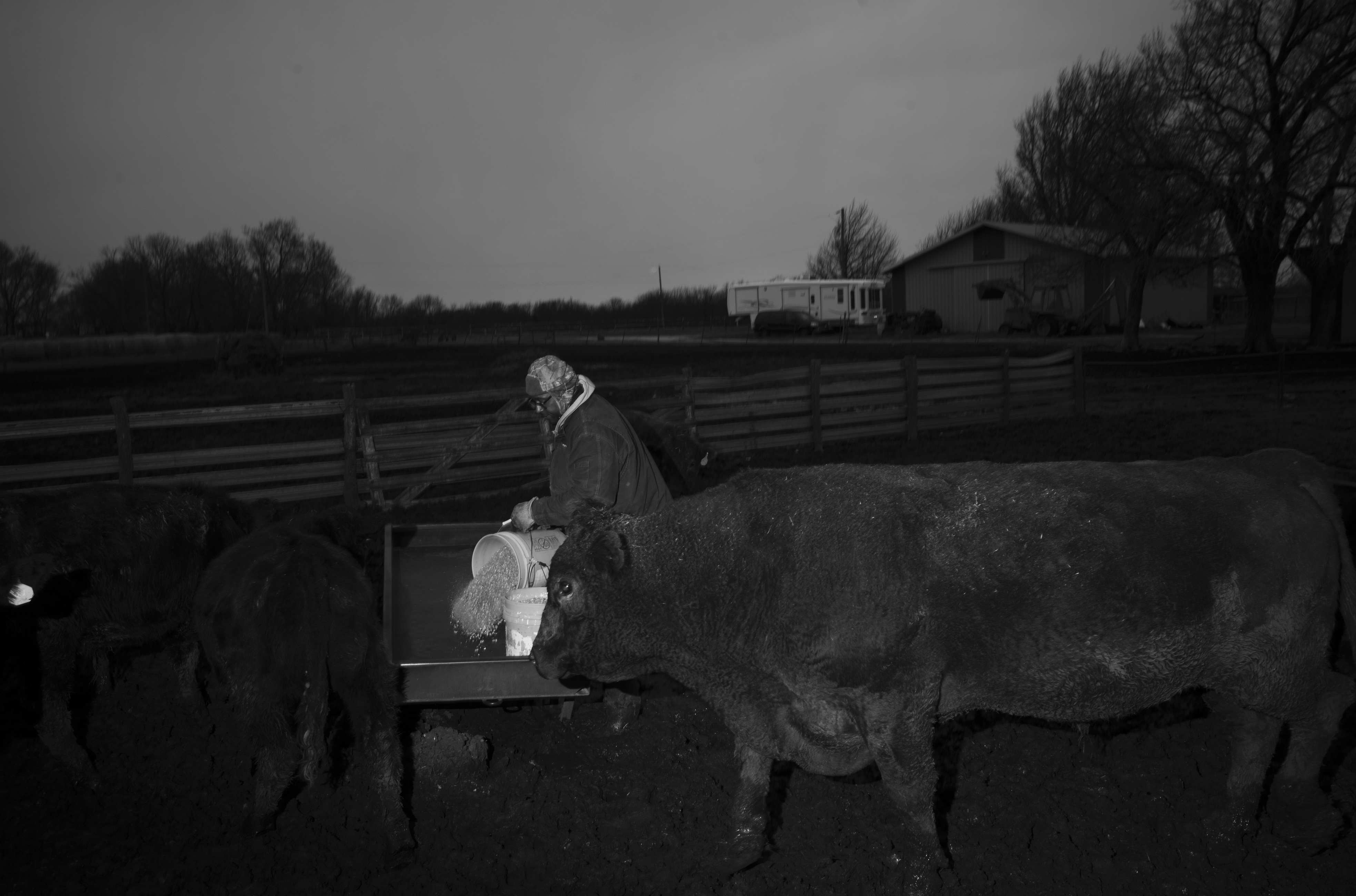 Black and white photograph showing a person in a dark jacket feeding grain from a bucket to a large cow at a wooden fence. Bare trees and rural farm buildings are visible in the overcast background, creating a stark, documentary-style composition that emphasizes the intimate interaction between human and animal in an agricultural landscape.
