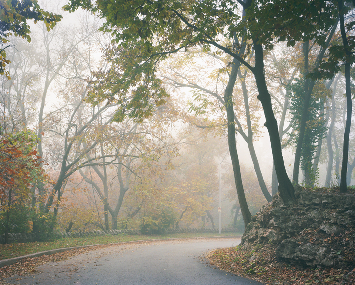 A misty autumn road lined with tall trees displaying golden and green foliage, their branches creating a natural canopy overhead. Fallen leaves carpet the pavement in warm tones while fog obscures the path ahead, creating a serene, atmospheric landscape.