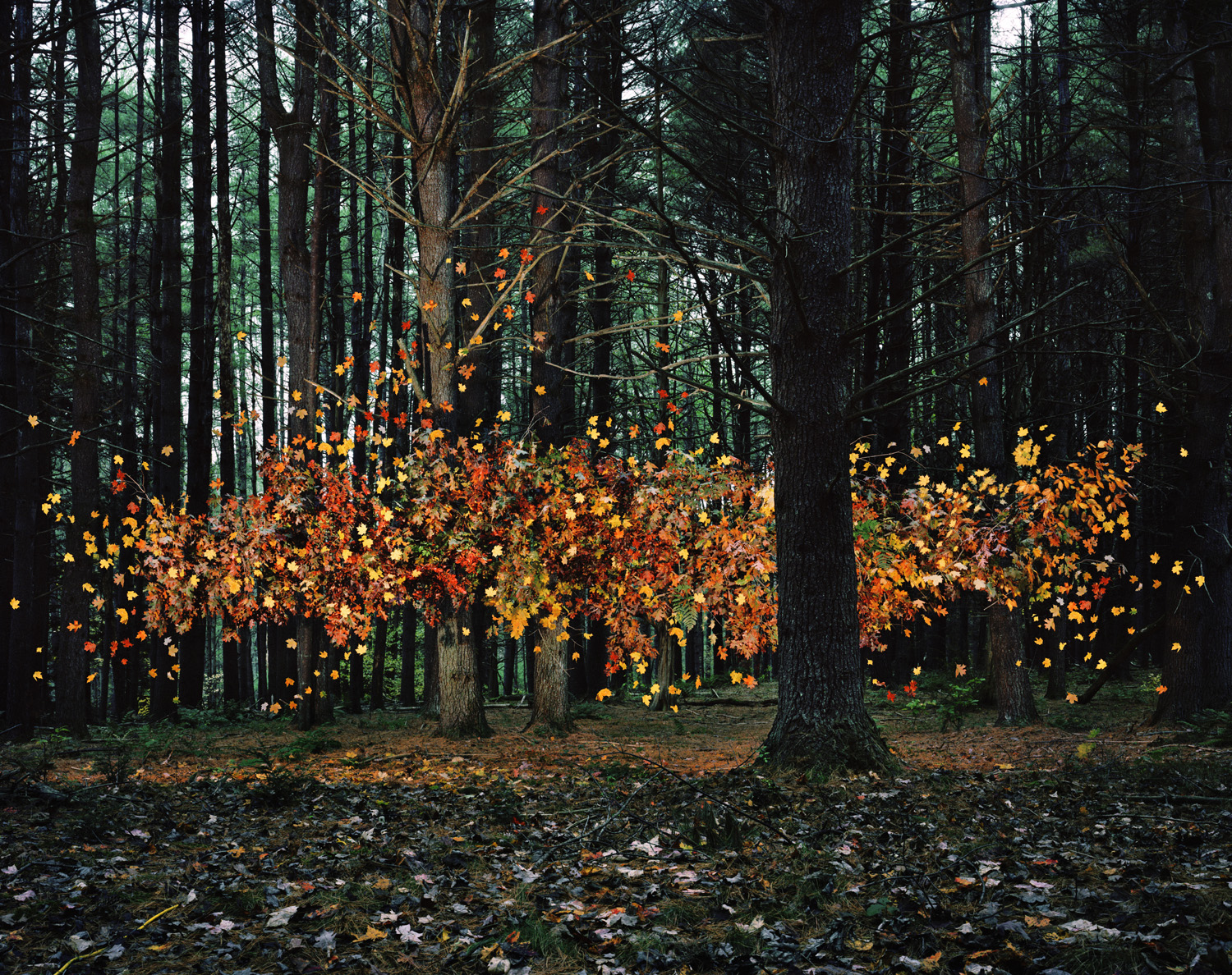 A dense forest of dark tree trunks frames a luminous central area where hundreds of golden and orange autumn leaves appear to float and swirl mid-air, creating a striking contrast against the shadowed woodland interior and leaf-strewn forest floor.