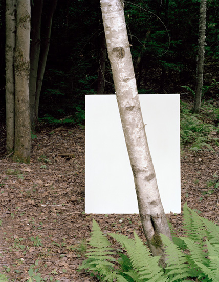 A white rectangular void cuts through the center of a forest scene, obscuring a pale birch tree trunk that passes through it. Ferns and leaf litter cover the forest floor, with darker trees and dense foliage visible in the background.