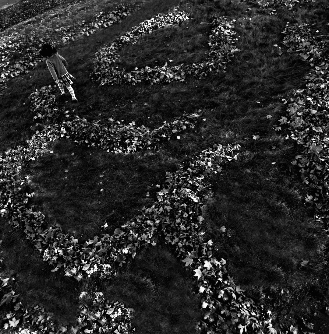 Aerial view of a hillside garden with terraced rows of flowering plants, their white blooms creating striking patterns against dark soil and grass. A lone figure in light-colored clothing stands among the vegetation, viewed from above.