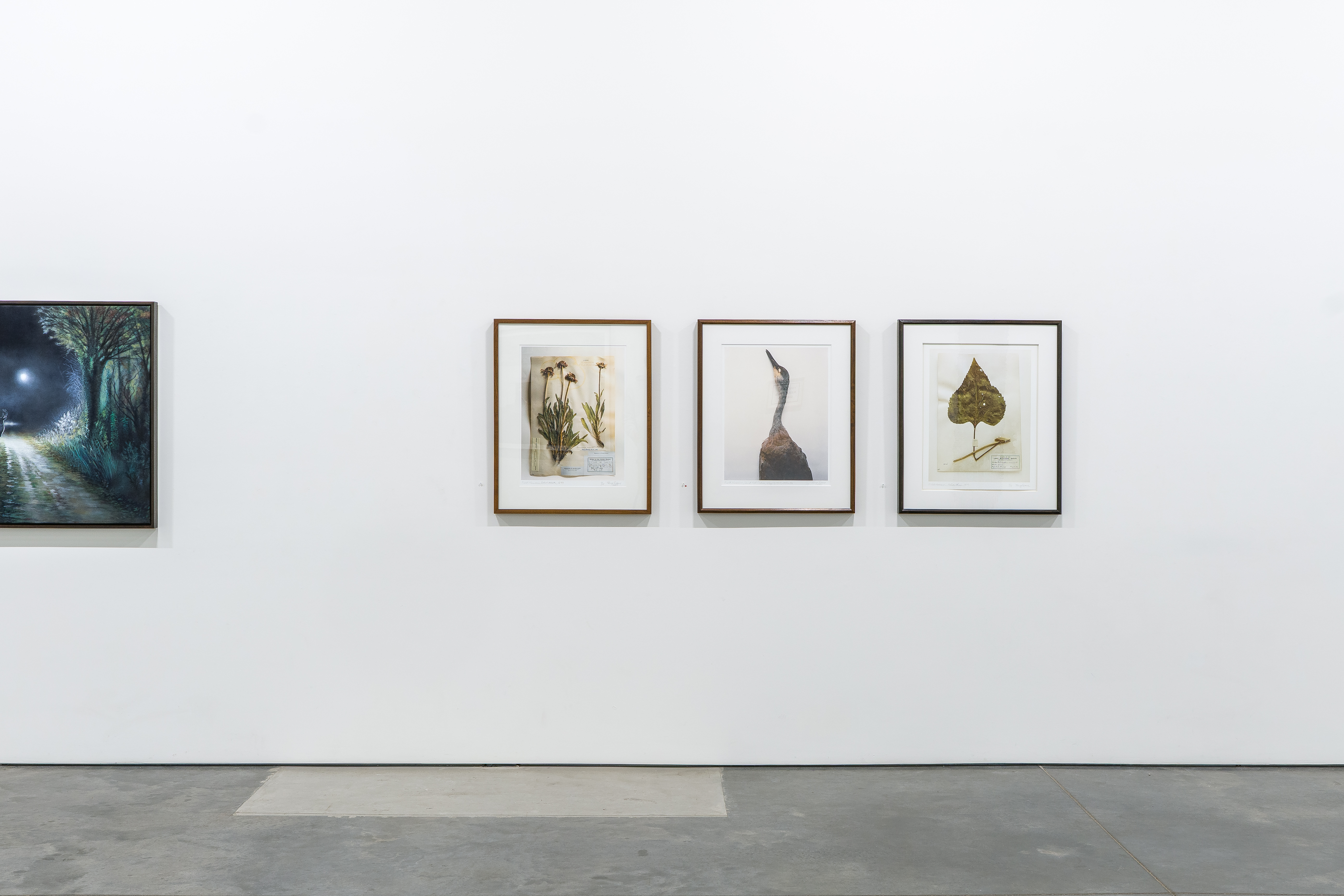Gallery wall displaying four artworks: a dark landscape photograph on the left showing a moonlit tree-lined path, followed by three framed botanical and natural history illustrations in wooden frames featuring pressed plants, a bird, and a leaf specimen against cream-colored mats.