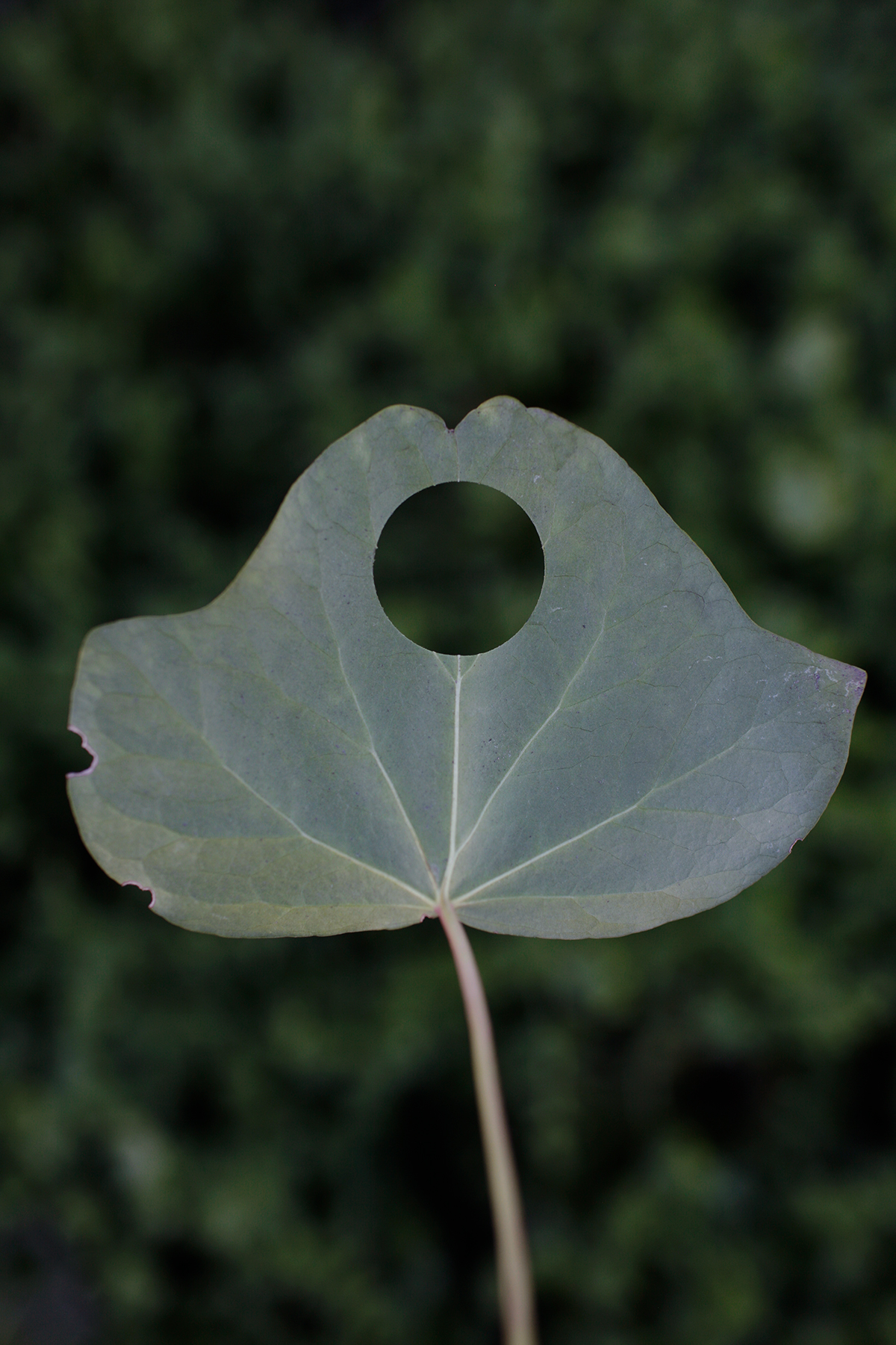 A pale green leaf with a circular hole at its center, mounted on a thin stem against a softly blurred green foliage background. The leaf's delicate veining radiates from the center, creating a symmetrical, almost sculptural form.