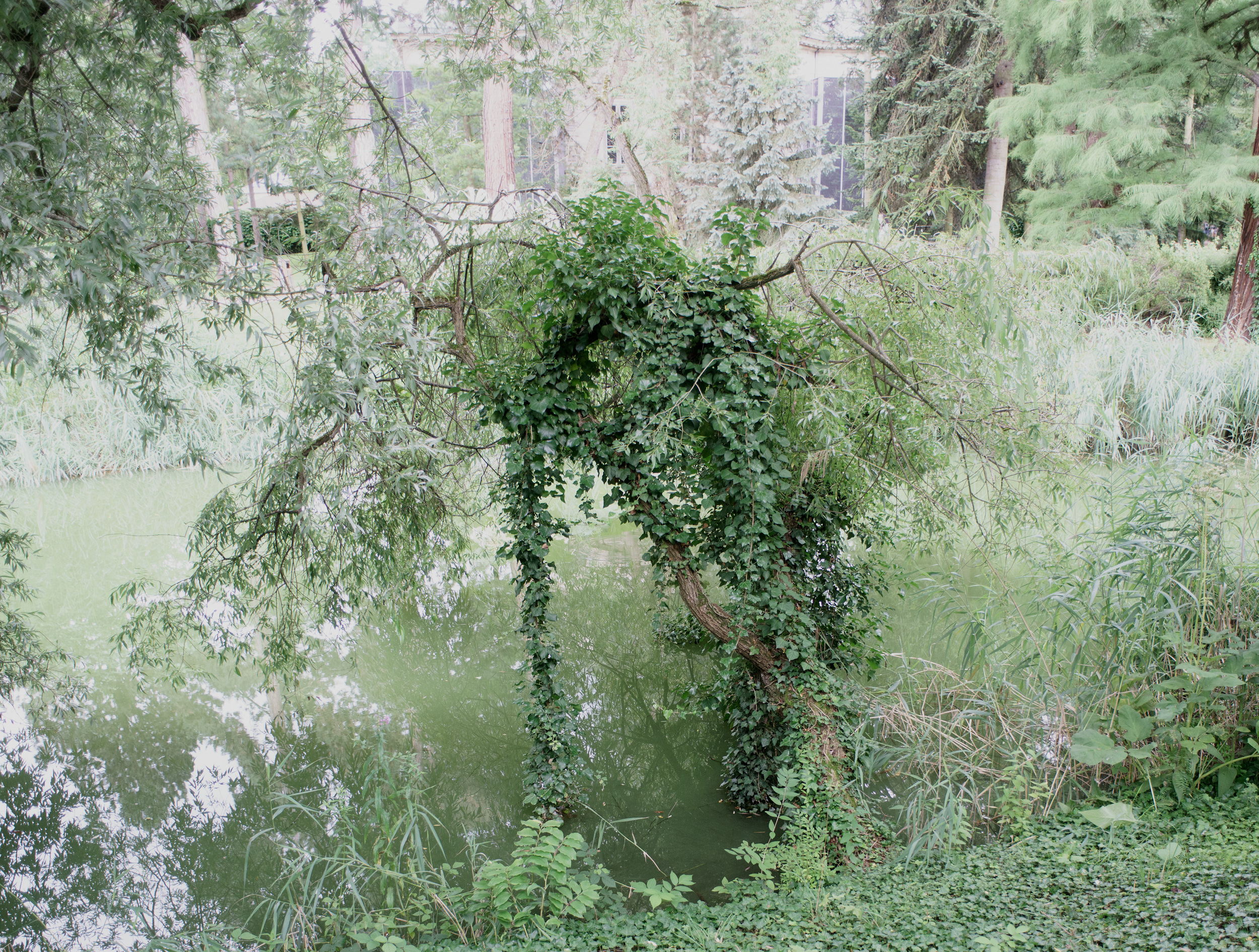 A overgrown riverbank densely covered in cascading ivy and tangled vegetation, with murky green water visible through gaps in the foliage. Tall coniferous trees and building structures rise in the misty background, creating a layered composition of wild nature reclaiming an urban waterside space.