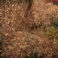 Aerial view of dried brown grass and vegetation covering the ground, with a small patch of green growth visible in the lower right corner.