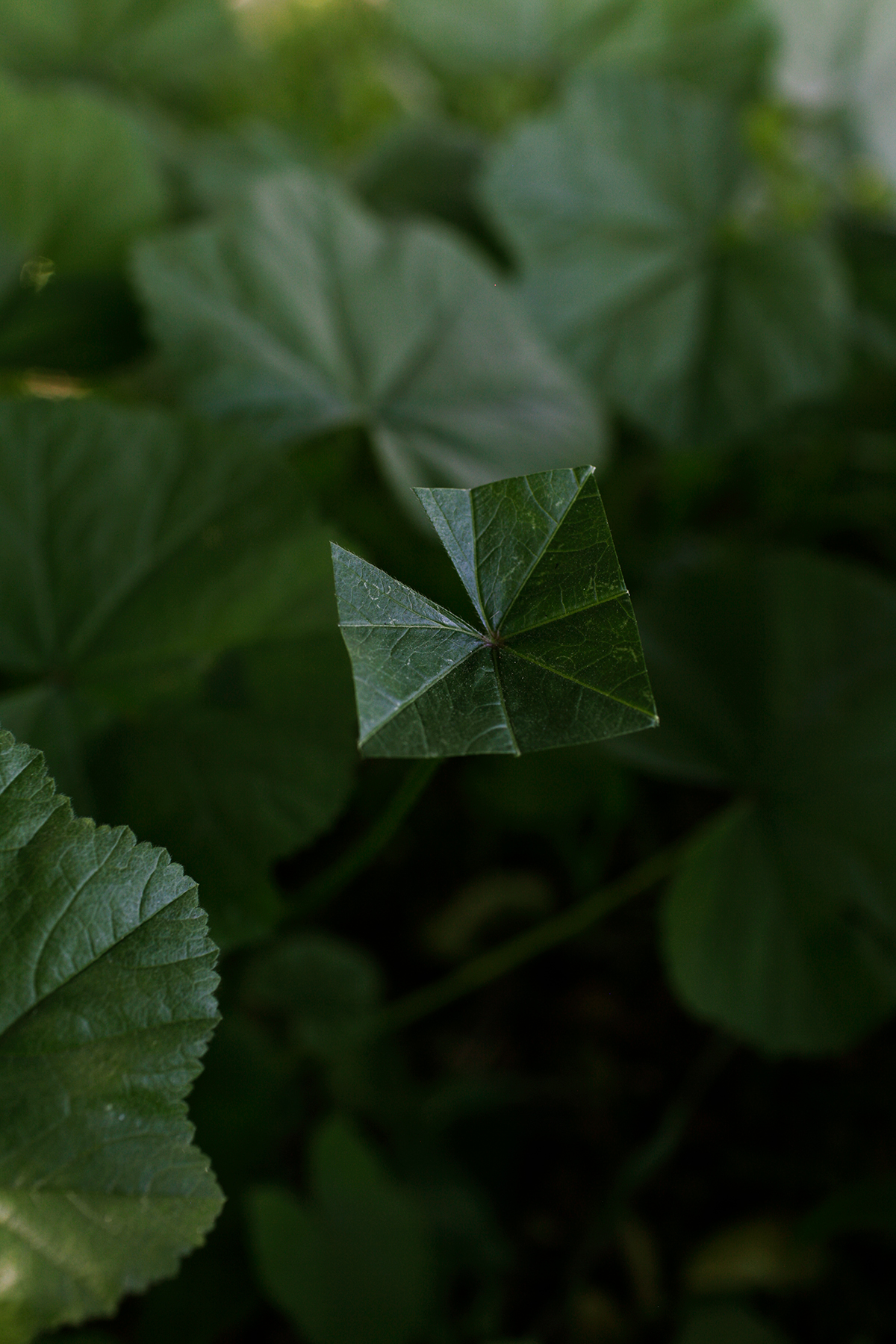 Close-up photograph of layered green leaves with palmate (hand-like) divisions, shot with shallow depth of field. The foreground leaf is in sharp focus with visible veining, while successive layers of foliage blur into soft, muted green tones in the background, creating dimensional depth.