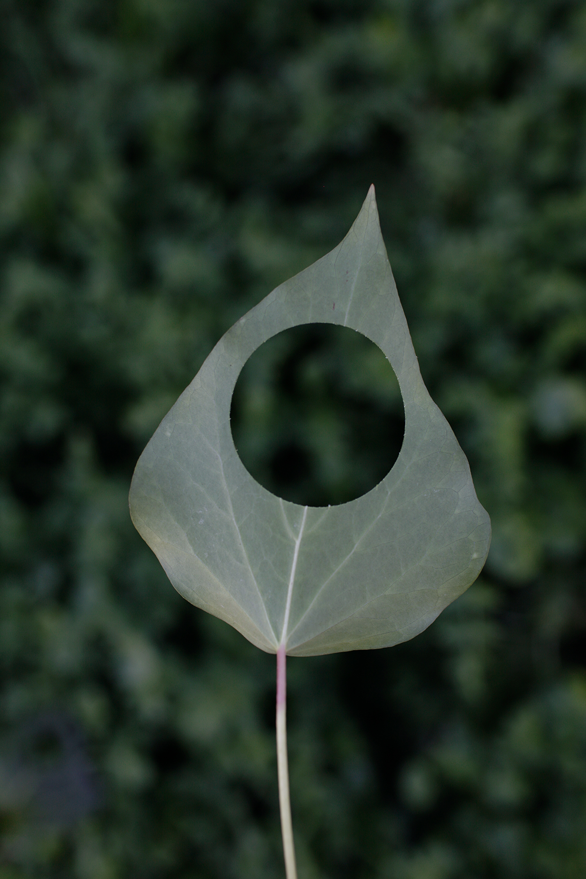 A pale gray-green teardrop-shaped form with pointed top and circular aperture in center, mounted on a thin mauve stem against a softly blurred green foliage background.