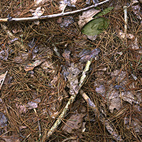 A close-up view of forest floor debris featuring scattered twigs, branches, and dried leaves arranged across dark soil and organic matter. The composition captures the natural layering and texture of woodland ground with muted earth tones and subtle variations in shadow and light.
